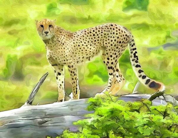Cheetah Art Print featuring the photograph Cheetah #7 by Gini Moore