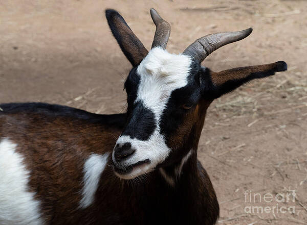 Goat Art Print featuring the photograph A Black, Brown and White Goat by L Bosco