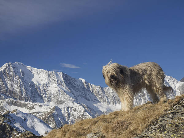 Pets Art Print featuring the photograph A dog in the mountains by Buena Vista Images