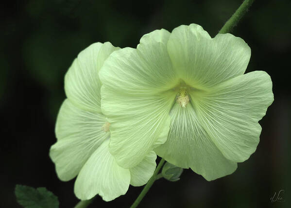 Hollyhock Art Print featuring the photograph A Hollyhock Up Close by D Lee