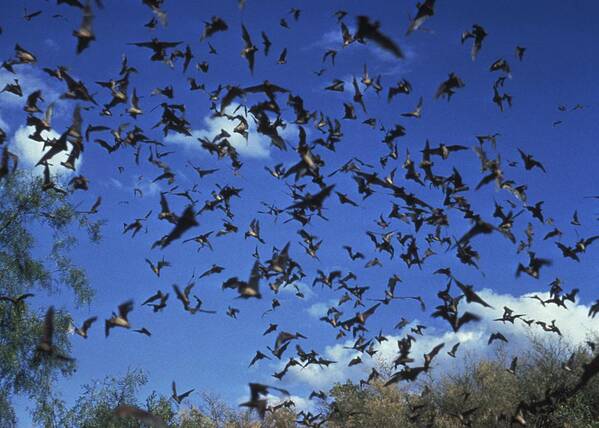 A horde of unidentified bats an animal know to be a possible carrier of the  rabies virus Art Print by Les Classics - Fine Art America