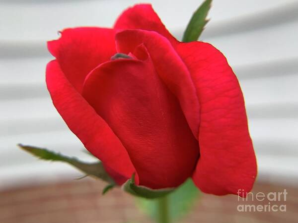 Rose Art Print featuring the photograph A Rose is a Rose by Catherine Wilson