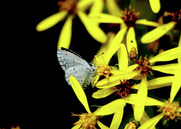 Celastrina Argiolus Art Print featuring the photograph Butterfly Holly blue on yellow flower by Vaclav Sonnek