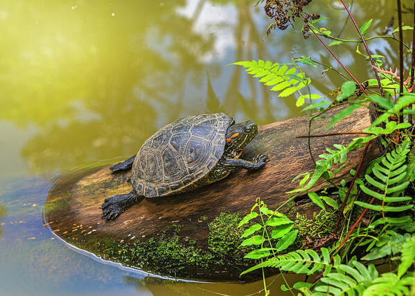 Ahuano Art Print featuring the photograph A terrapin Arrau turtle resting and sunbathing on a log by Henri Leduc