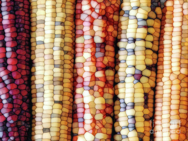 Indian Corn Art Print featuring the digital art Abstract Indian Corn by Phil Perkins