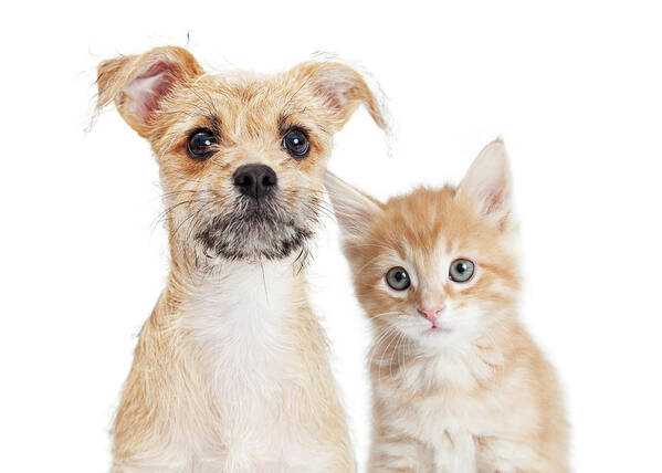 Dog Art Print featuring the photograph Adorable orange kitten and puppy closeup by Good Focused