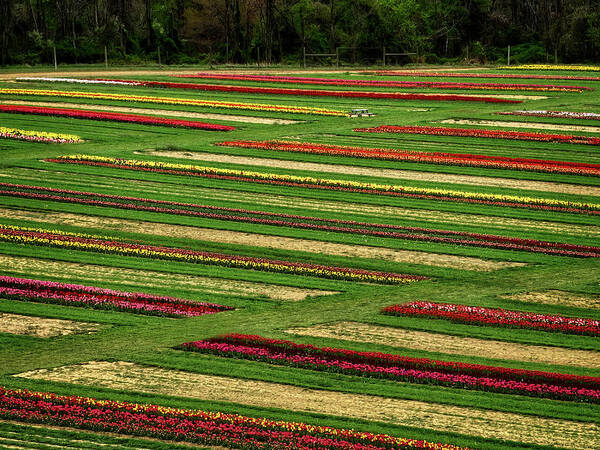 Tulips Art Print featuring the photograph Aerial Tulip Farm Rows by Susan Candelario