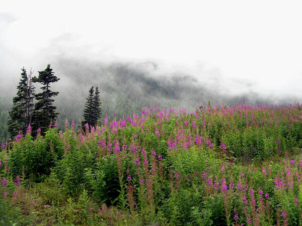 Alaska Art Print featuring the photograph Alaska Mountain Wildflowers by Karen Zuk Rosenblatt