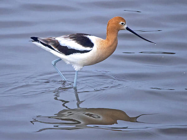  Art Print featuring the photograph American Avocets #1 by Carla Brennan