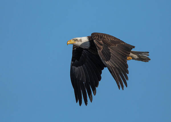 Raptor Art Print featuring the photograph American Bald Eagle 1 by Rick Mosher