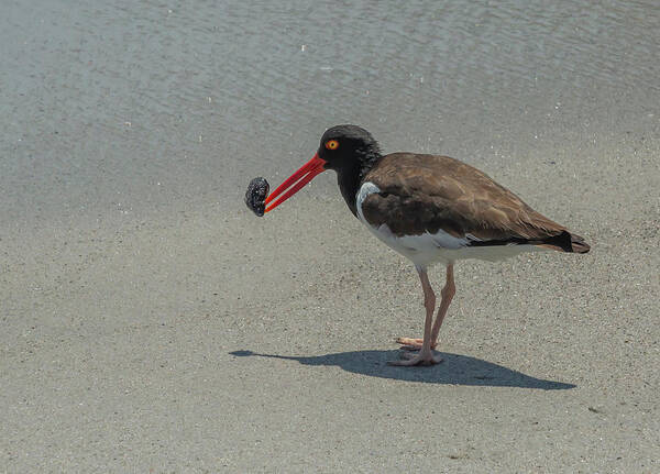 American Oyster Catcher Art Print featuring the photograph American Oyster Catcher by Cate Franklyn