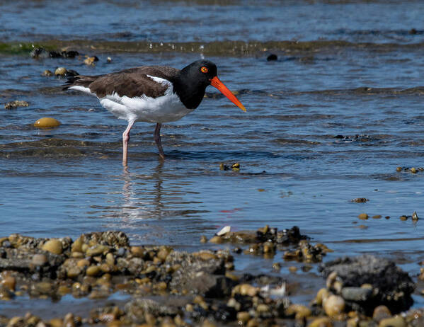 Shore Art Print featuring the photograph American Oystercatcher by Cathy Kovarik