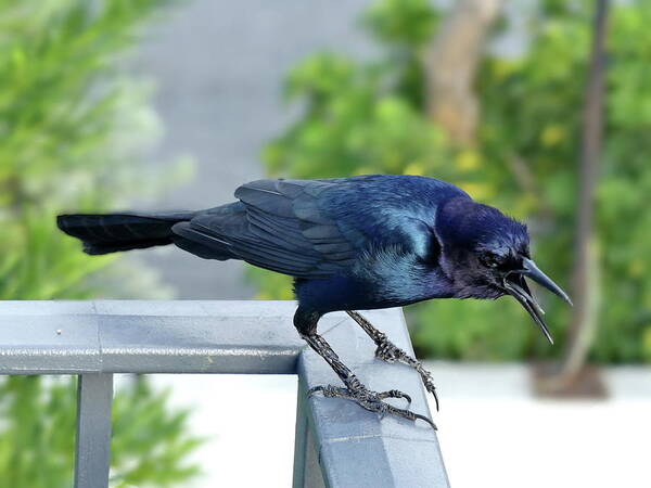 Boat-tailed Grackle Art Print featuring the photograph Angry Grackle by Lyuba Filatova