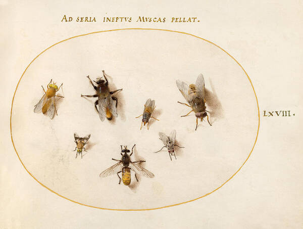 Joris Hoefnagel Art Print featuring the drawing Animalia Rationalia et Insecta, Plate LXVIII by Joris Hoefnagel