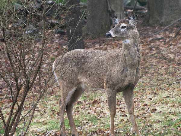 Autumn Art Print featuring the photograph Autumn deer by Geoff Jewett