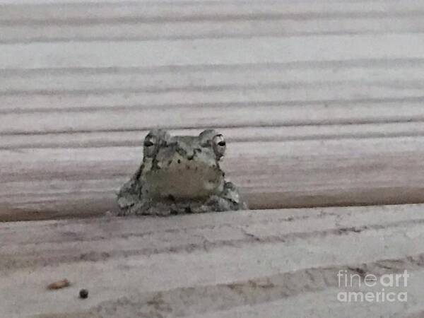 Frog Art Print featuring the photograph Back Porch Wood Frog by Mary Kobet