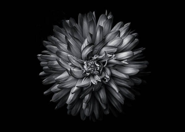 Brian Carson Art Print featuring the photograph Backyard Flowers In Black And White 20 by Brian Carson