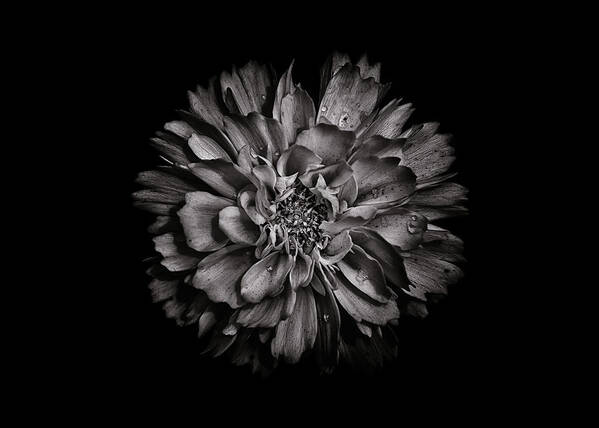 Brian Carson Art Print featuring the photograph Backyard Flowers In Black And White 79 by Brian Carson