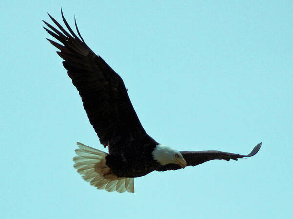 America Art Print featuring the photograph Bald Eagle Close Up by David Desautel