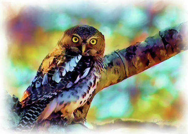 Owl Art Print featuring the painting Barred Owlet  by Joel Smith