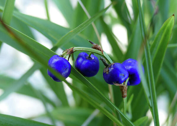 Plants Art Print featuring the photograph Beautiful Blue Berries by Maryse Jansen