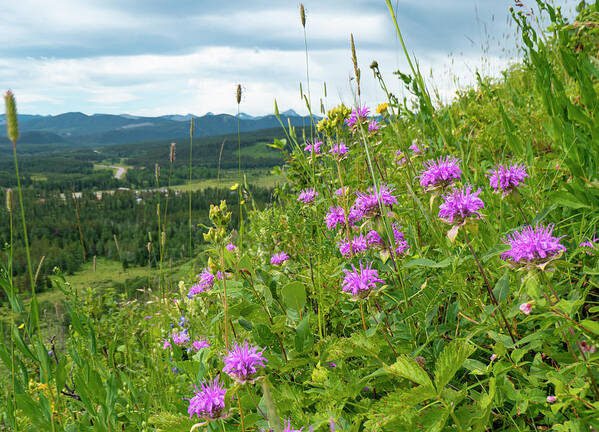 Mountain Art Print featuring the photograph Bee Balm in a mountain meadow by Phil And Karen Rispin