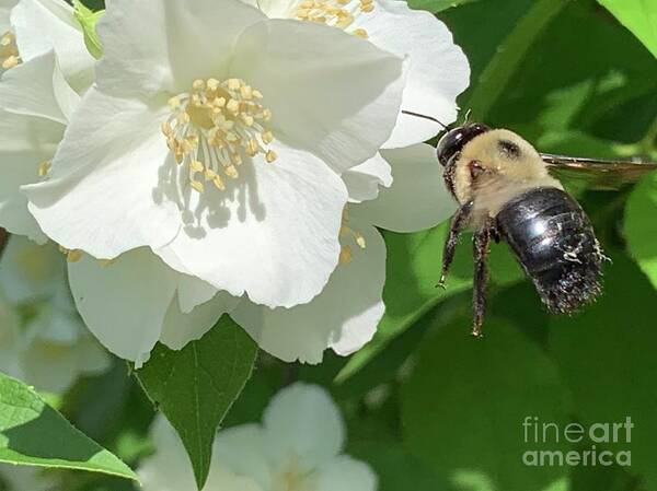 Bee Art Print featuring the photograph Bee in Flight by Catherine Wilson
