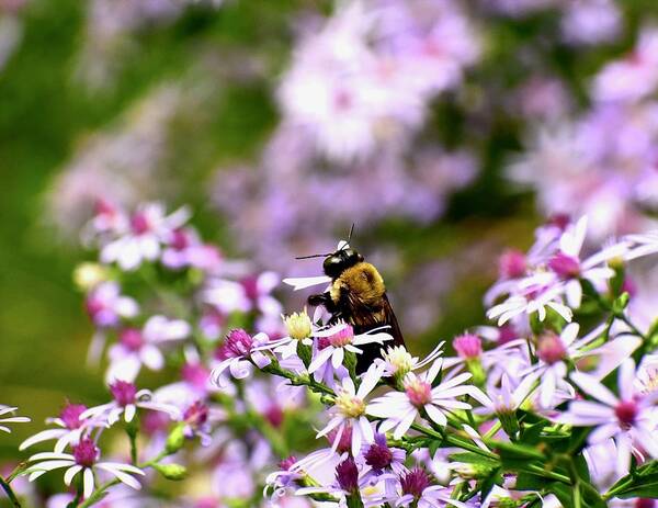 Asters Art Print featuring the photograph Bee-youtiful Asters by Lynn Hunt
