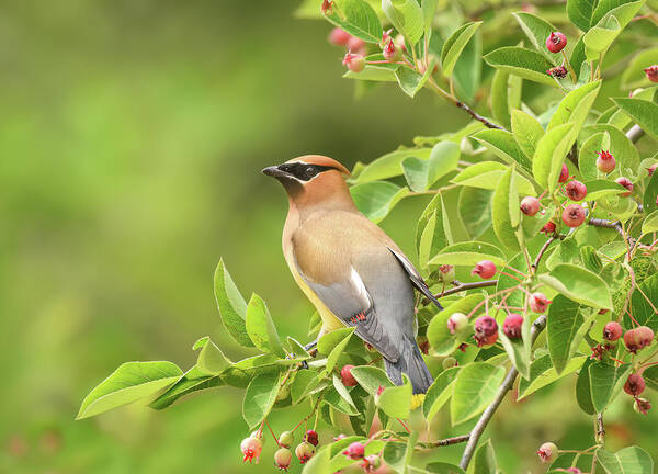 Cedar Waxwing Art Print featuring the photograph Berries and Feathers by April Lu