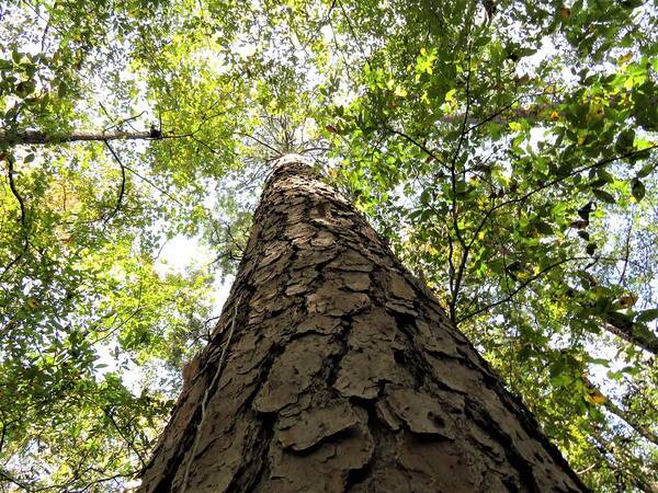 Pine Art Print featuring the photograph Big Pine Straight Up Stare by Ed Williams