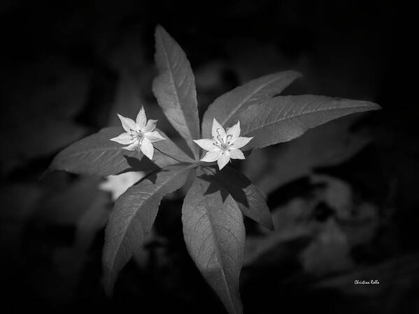 Black And White Art Print featuring the photograph Black And White Star Flowers by Christina Rollo