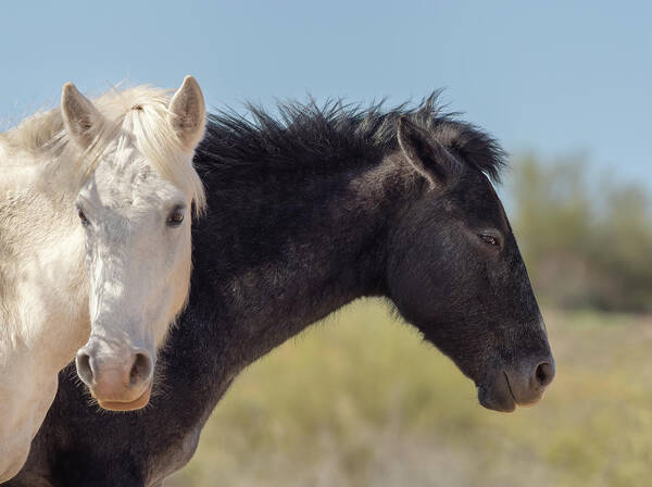 Wild Art Print featuring the photograph Black and White Wild Mustangs by Sylvia Goldkranz