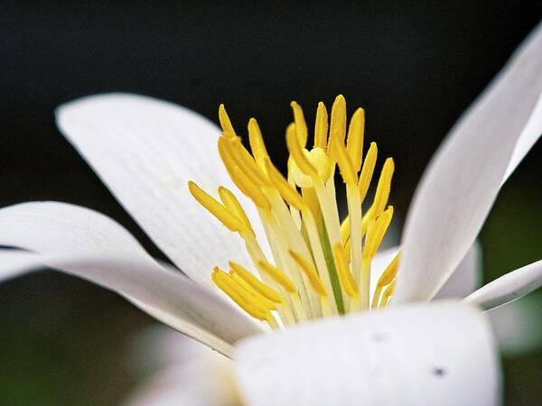 Flowers Art Print featuring the photograph Bloodroot 4 by Steven Ralser