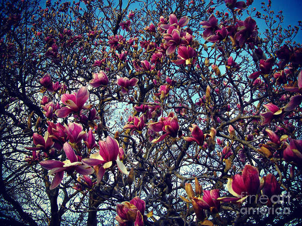 Nature Art Print featuring the photograph Blooming Magnolias - Heat Effect by Frank J Casella