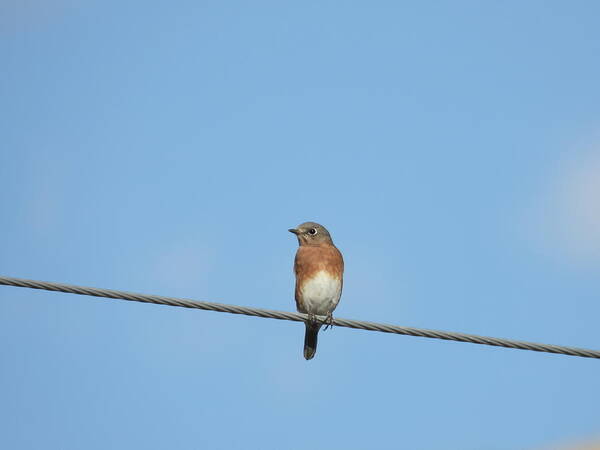 Blue Bird Art Print featuring the photograph Blue Bird on a Wire by Amanda R Wright