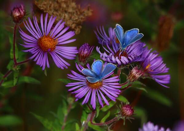 Blue Art Print featuring the photograph Blue Butterflies on Purple Asters by Marlin and Laura Hum