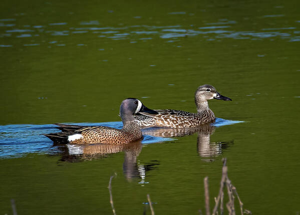 Animals Art Print featuring the photograph Blue Winged Teal by Brian Shoemaker