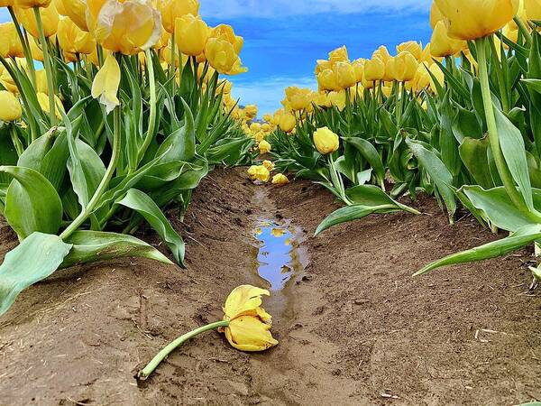 Yellow Art Print featuring the photograph Broken Tulip by Brian Eberly