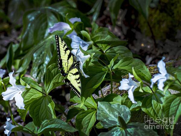 Wildflowers Art Print featuring the photograph Butterfly and Trillium by Theresa D Williams