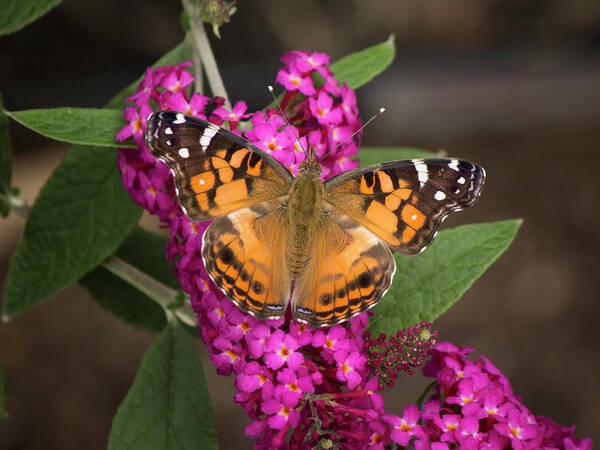 Above Art Print featuring the photograph Butterfly on butterfly bush by Charles Floyd