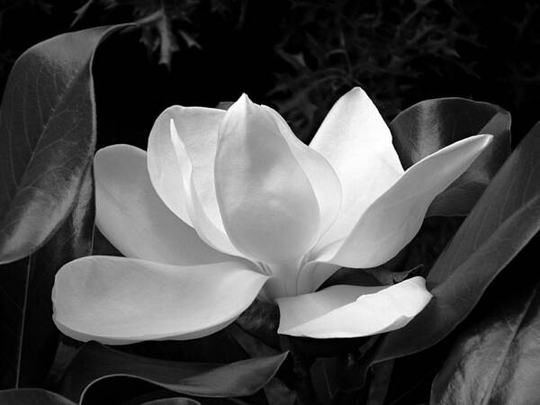 Flower Art Print featuring the photograph BW Magnolia Closeup in Early Morning Light by Mike McBrayer