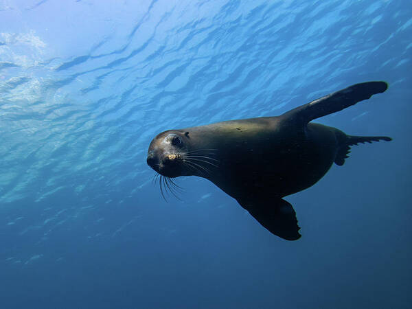 Seal Art Print featuring the photograph California Sea Lion by Brian Weber