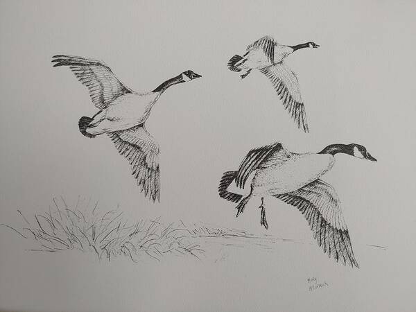 Wild Geese Art Print featuring the painting Canada Geese by ML McCormick
