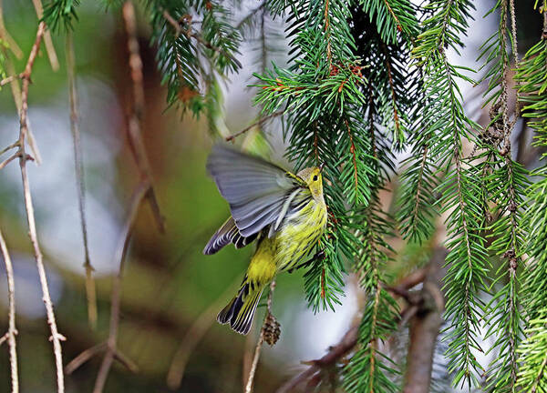 Warbler Art Print featuring the photograph Cape May Warbler Winging It by Debbie Oppermann