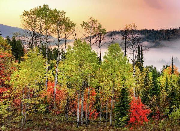 Aspen Forest Art Print featuring the photograph Caribou Autumn Sunrise Idaho by Leland D Howard