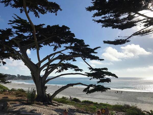 Carmel By The Sea Art Print featuring the painting Carmel Beach by Luisa Millicent