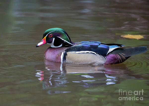 Wood Duck Art Print featuring the photograph Carolina Duck Swimming by Eva Lechner