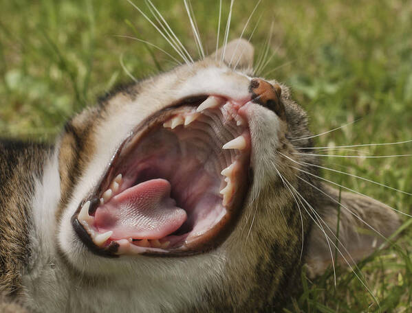 Pets Art Print featuring the photograph Cat yawning by John Dickson
