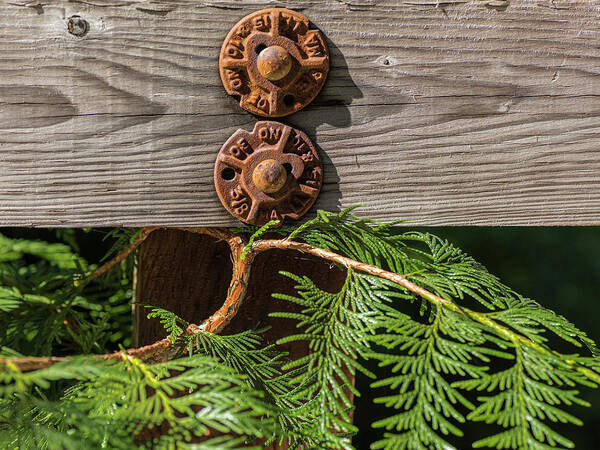 Outdoors Art Print featuring the photograph Cedar Rusty Bolts by Pamela Dunn-Parrish