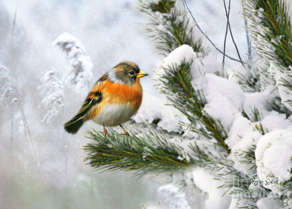 Chaffinch Art Print featuring the mixed media Chaffinch in Snow by Morag Bates